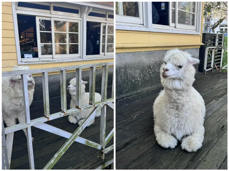 餐廳「大衛小小羊 David & Alpaca」的羊駝們~