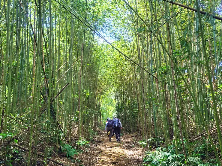 走進靜謐的竹林步道
