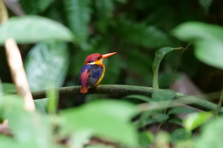 背部露出粉紅色令人驚艷
