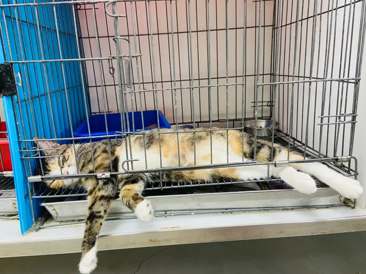 板橋動物之家｜被照顧很好的貓貓