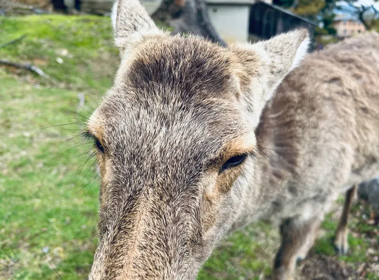 看起來色瞇瞇的