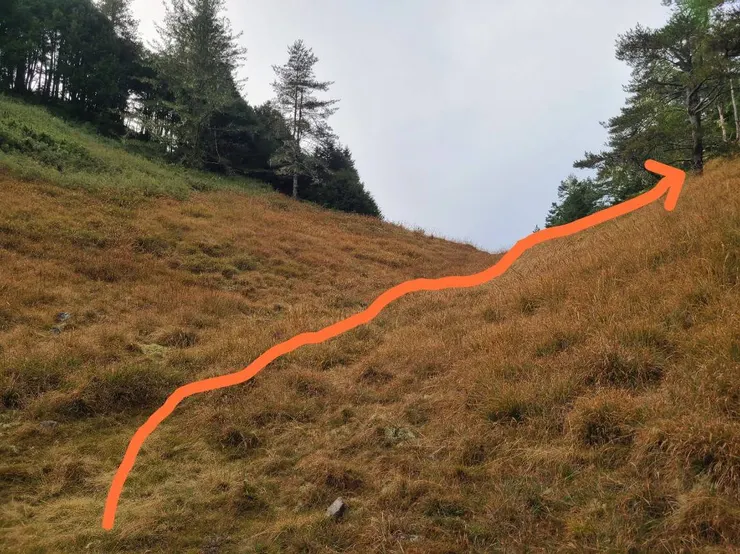 凹口處上行接到稜線，進入右側樹林