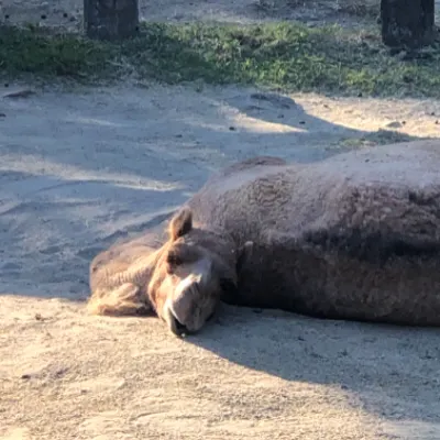 厭世駱駝的沙龍