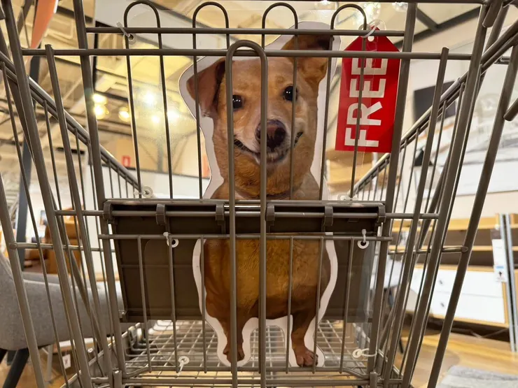 Free For Free 浪愛自由 / 王辰旭提供