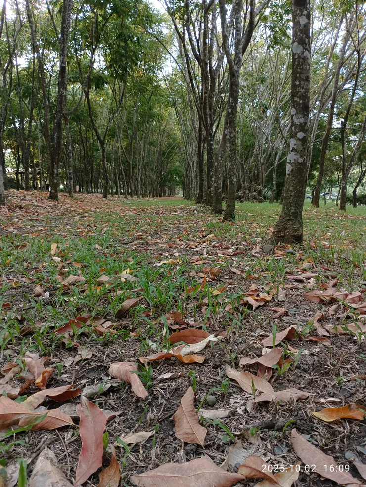 還驚起霜白相逼，無患子林