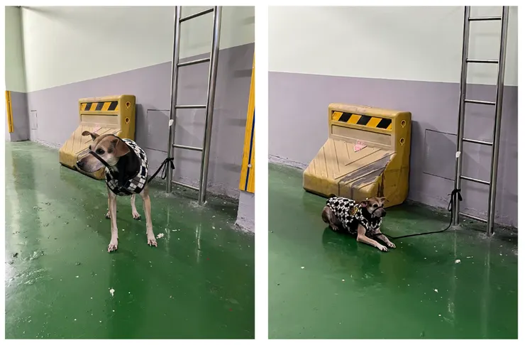 第二個停留點一邊嗚一邊趴下