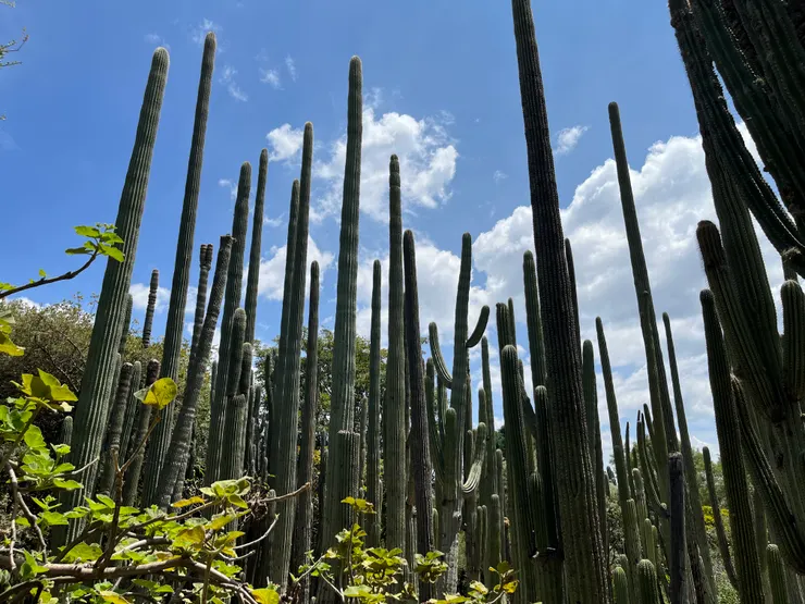 植物園裡的仙人掌