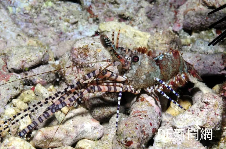 照片由海科館/提供。