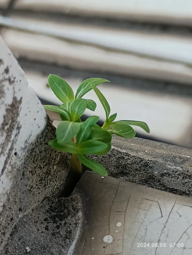 近日雨霖霖，日日春生機勃發長磚縫