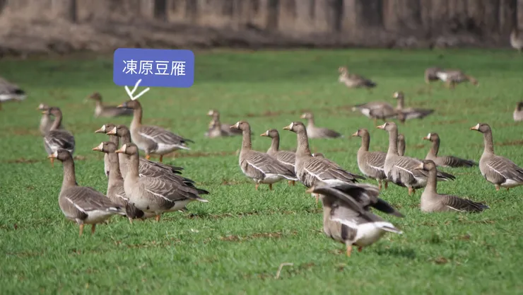 隱藏在其他雁中