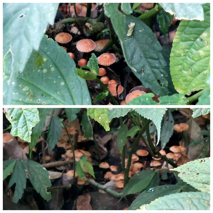 細心查看，草叢裡藏有各種驚喜