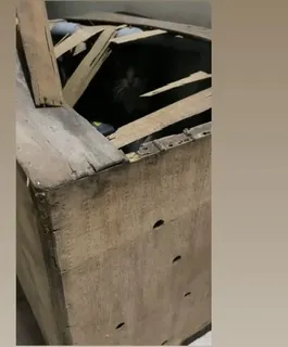 看得出來，裡頭有什麼小動物嗎💛