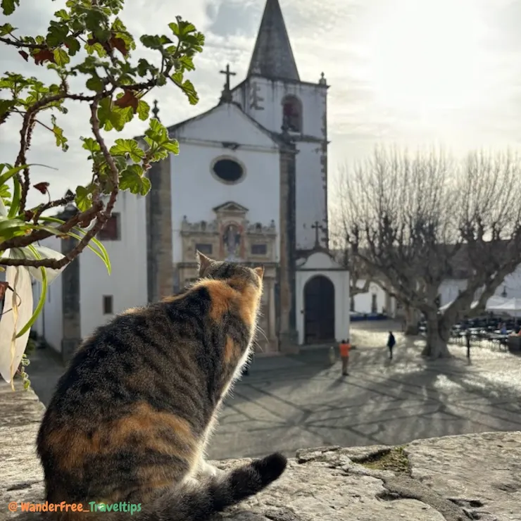 地主貓咪與聖瑪利亞教堂