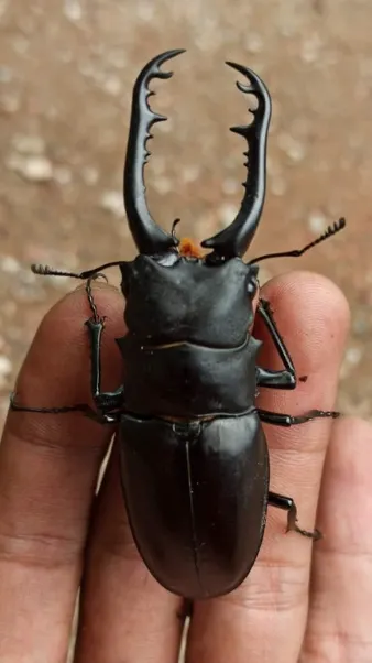 © Davis Damaledo 的觀察紀錄