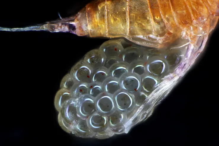 橈腳寶寶在蛋裡