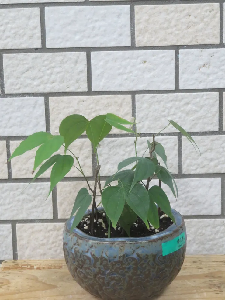 新店崇光社大103.03.13