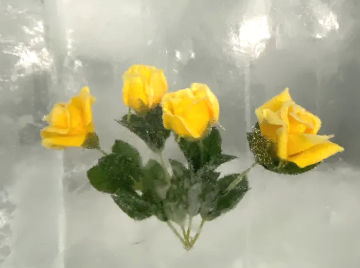 應該可以稱為永凍花了