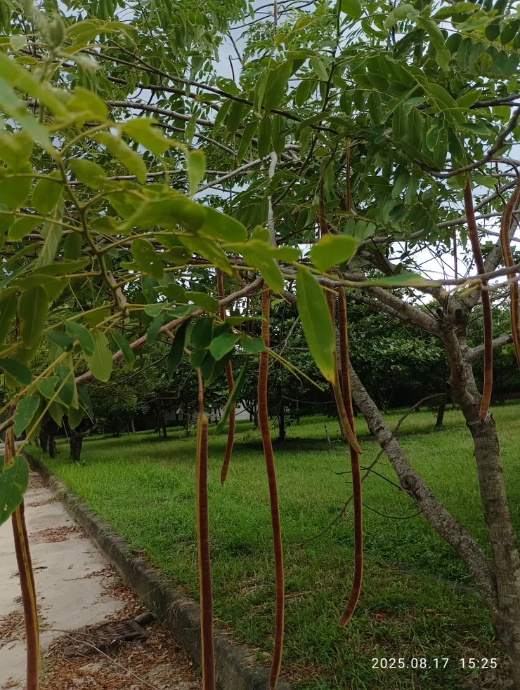 望江南也稱羊角豆，自拍攝