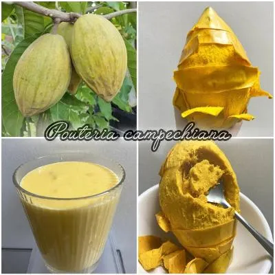 坎佩奇亞仙桃(Pouteria Campechiana)