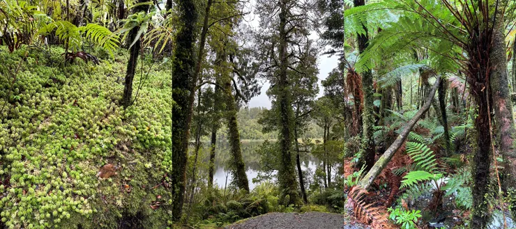 馬松森湖步道叢林生態