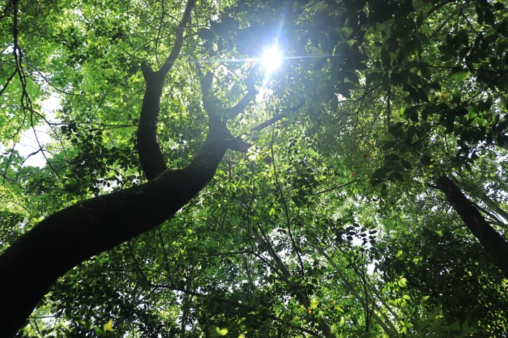 喜歡移動時陽光透下的空氣