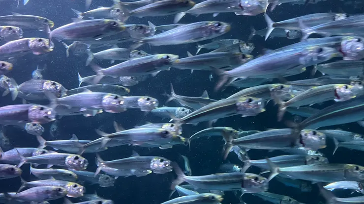 近看感覺還是驚悚了一些。