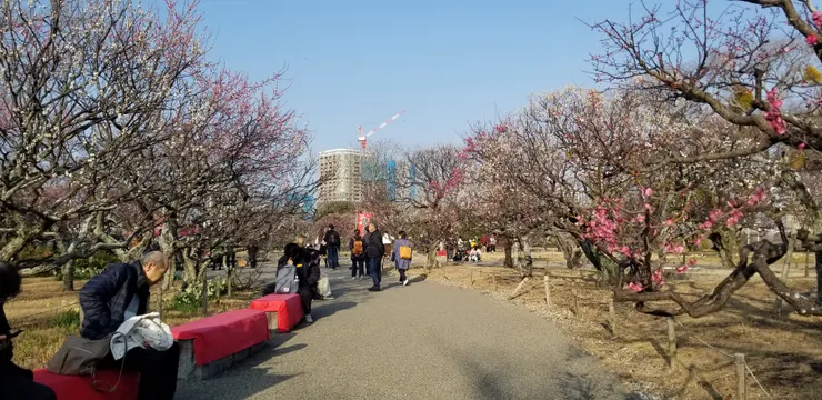 去到的時間比較晚，祭典活動也差不多完結，留下來的人可以靜靜賞花