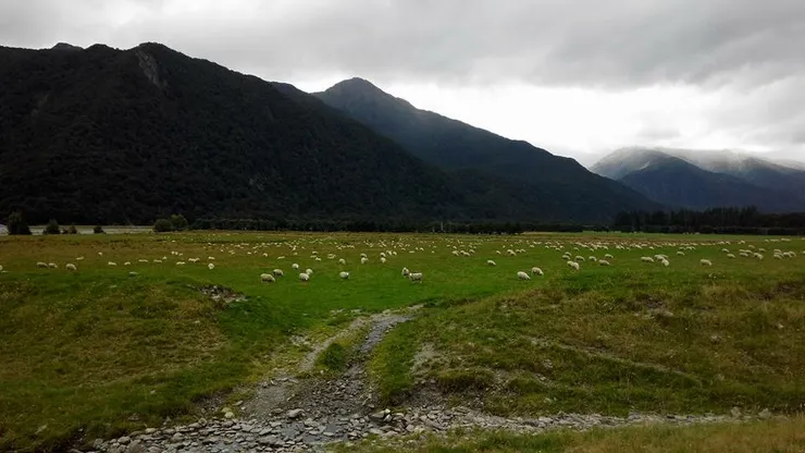 路邊的綿羊農場