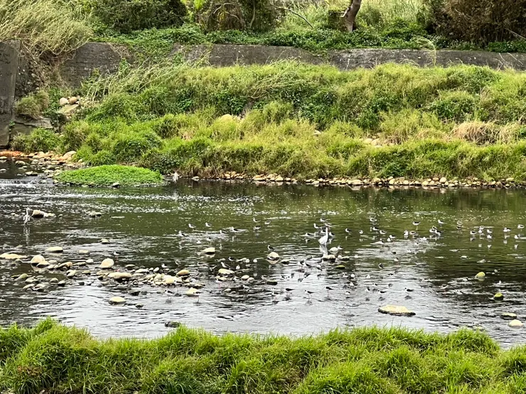 成群結隊的高蹺鴴在南崁溪中駐足停留