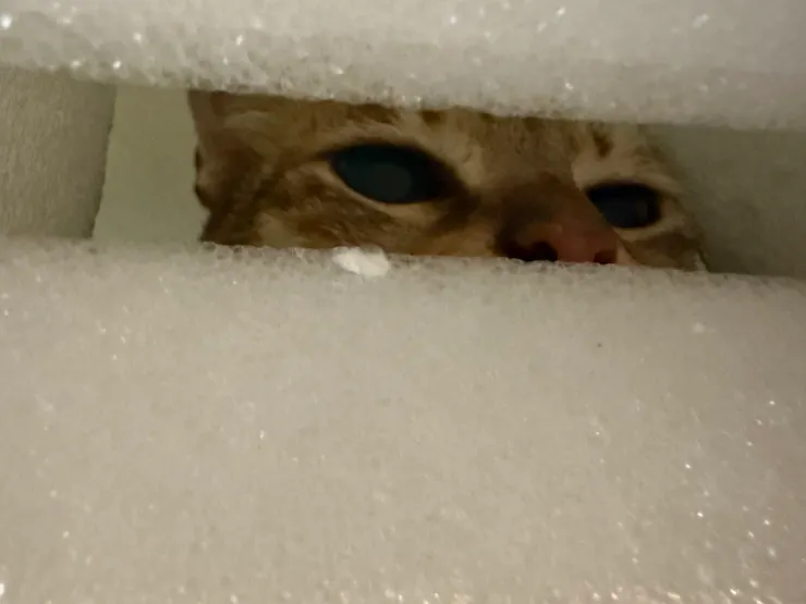 2026/01/18 躲在箱子內的貓