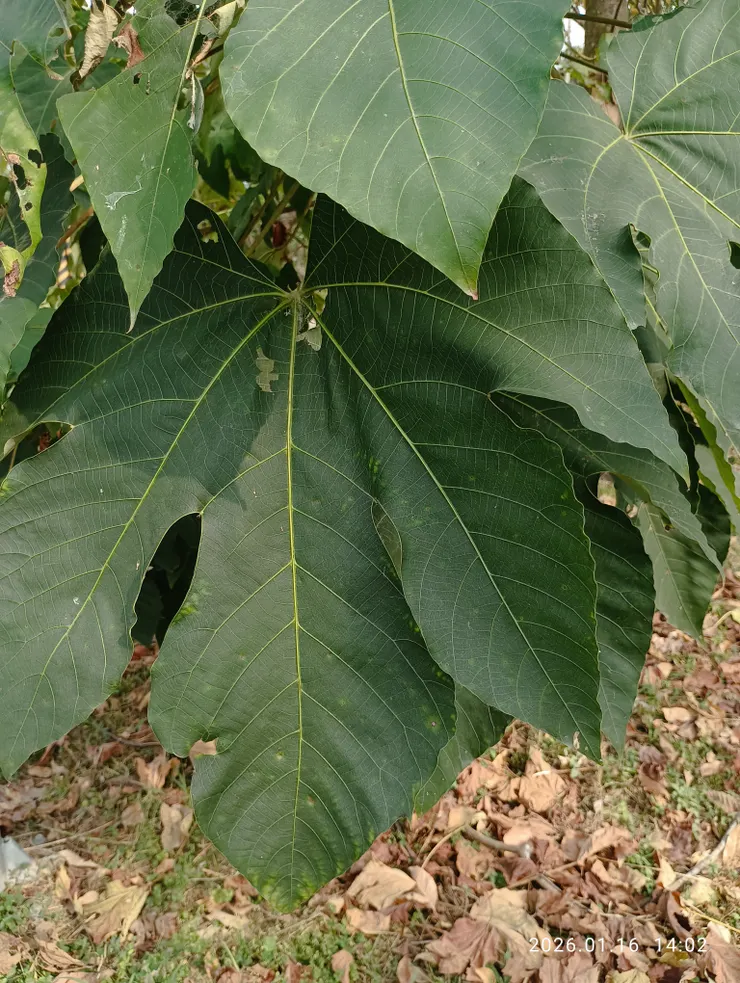 葉面直徑大約三十公分