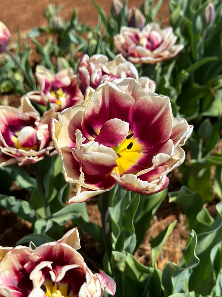 Table Cape Tulip Farm