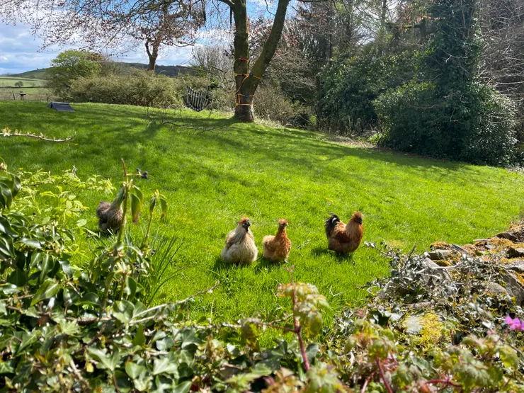 雀躍的長毛雞(Happy Farm)