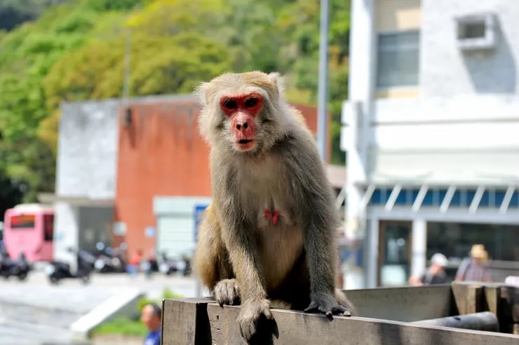 【食不露白小七門前有猴群窺伺！小七的店員說，幾乎每天都能聽到買了食物才出門的遊客的尖叫聲。】