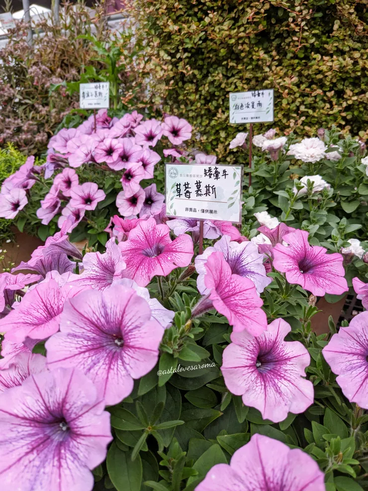 桃紅色系矮牽牛 - 草莓慕斯與覆盆子慕斯