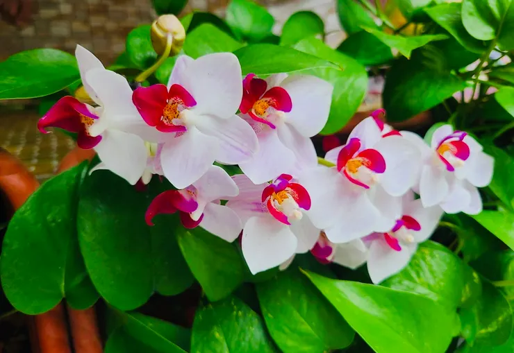 後來他發給我蘭花的照片