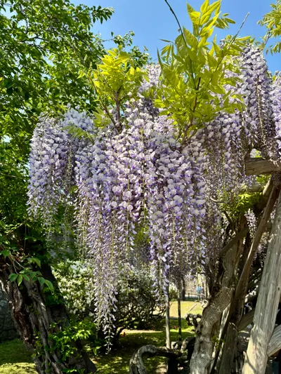 為什麼不留在日本工作？