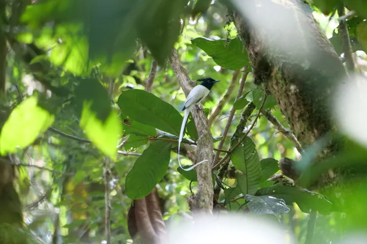 尾巴真的太好看