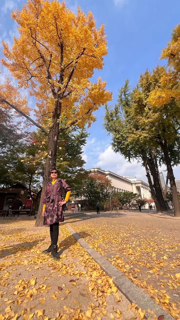 閃亮的銀杏樹下有濃濃的臭味