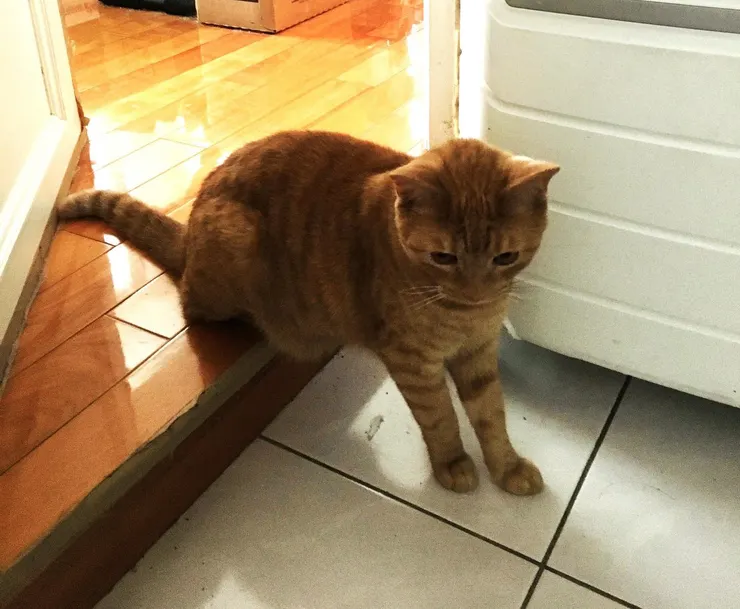 橘米：我最喜歡這樣坐著！