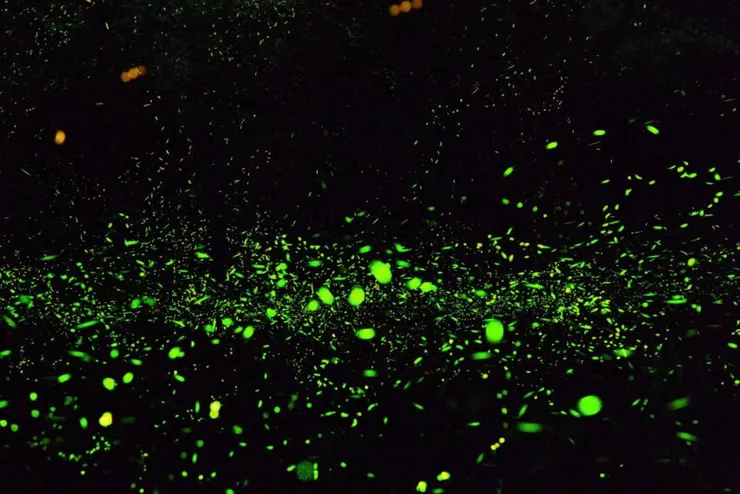 南投螢火蟲景點 2024南投螢火蟲景點|超夢幻南投4大賞螢秘境全攻略 2 2024