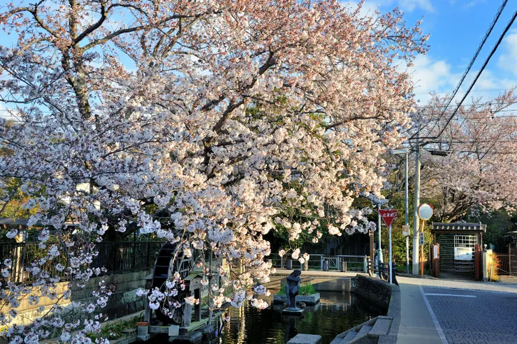 【先經過蓮沼川，岸邊櫻花盛開。】