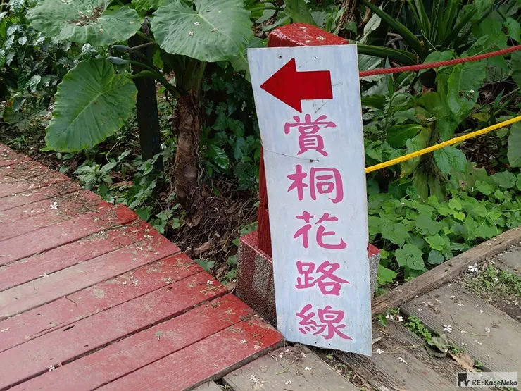 賞桐花路線