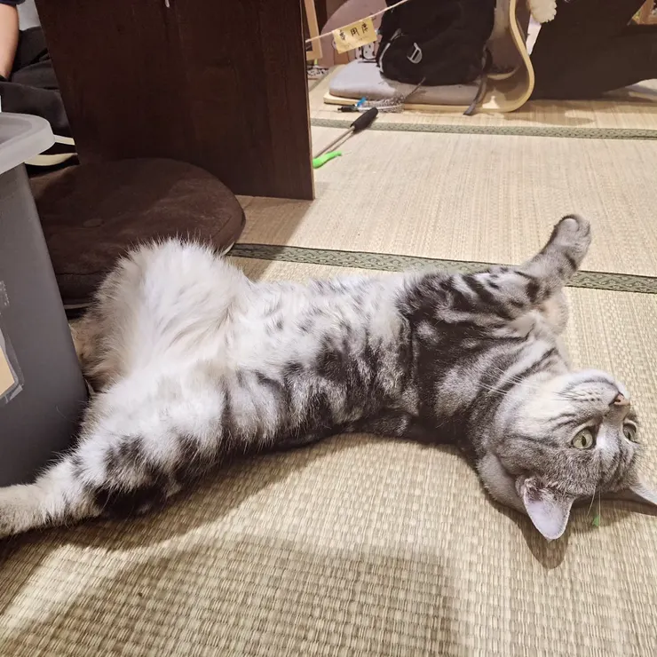 ▲對人類很親近地露肚肚，真的被可愛暈了。