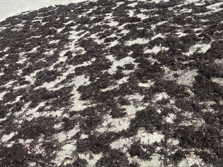 一群曬太陽的石花菜