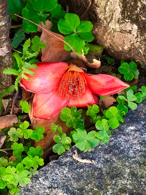 落花不是無情物，化做春泥更護花。