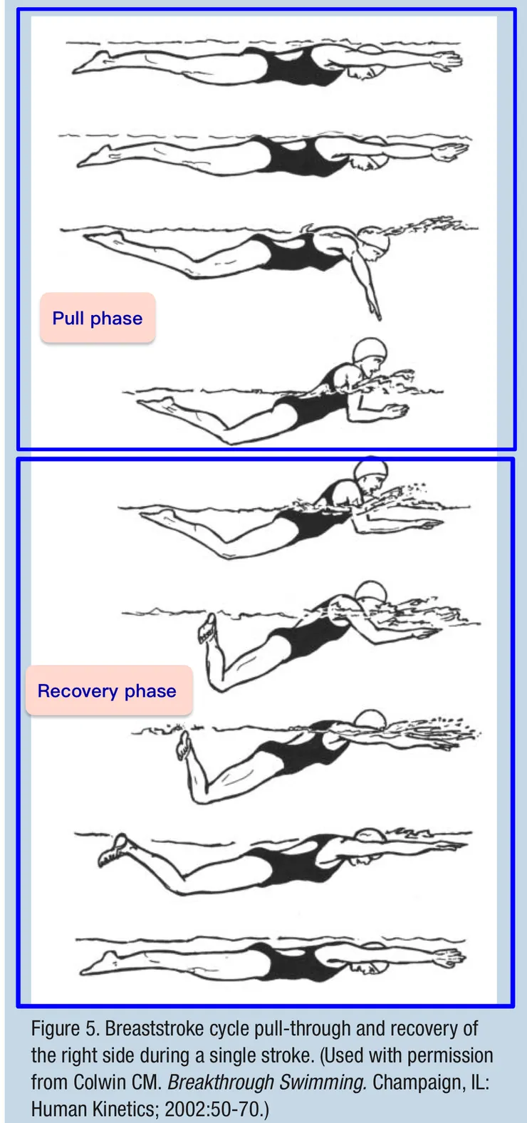 蛙式：推進期與回復期（註：蛙式「下肢的推進期」（夾腿內收）是「上肢的回復期」）
