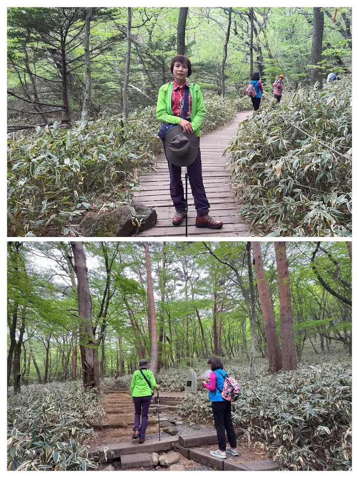 一開始是林蔭間平緩的步道