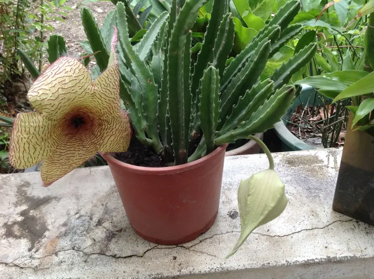 大花魔星也屬於多肉植物