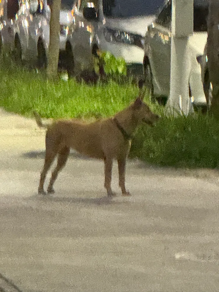 2026/04/16 狗狗在對面深情看 89